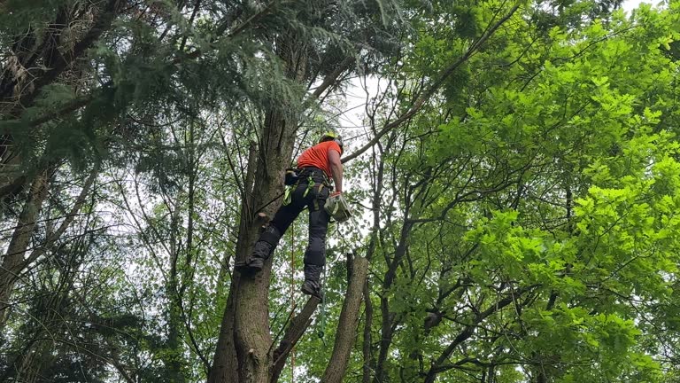 Best Tree Risk Assessment  in Palm Springs North, FL